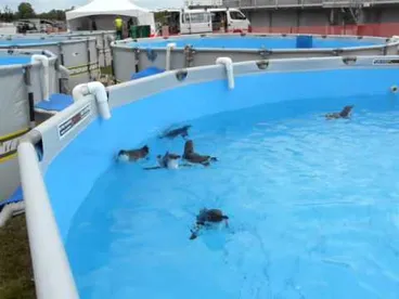 Little penguins recuperating from the Rena oil spill Image: Little penguins recuperating from the Rena oil spill