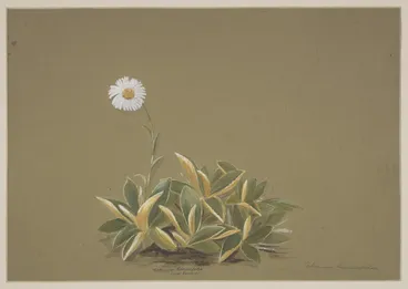 Image: Harris, Emily Cumming, 1837-1925: Celmisia hieracifolia (?Mt Egmont). [1890s?]