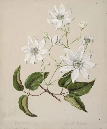 Image: Puawananga - Clematis indivisa