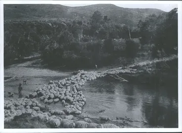 Image: Sheep crossing river at Waipare Station