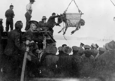 Image: Transporting a donkey, during World War I