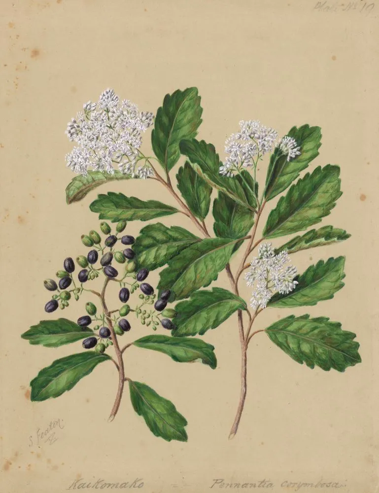 Kaikomako; Pennantia corymbosa