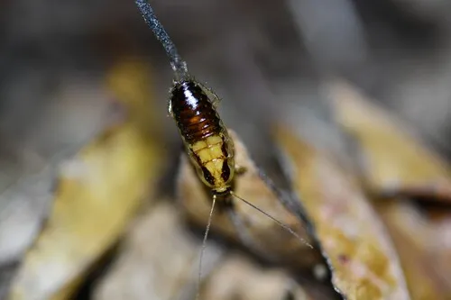 Drymaplaneta heydeniana