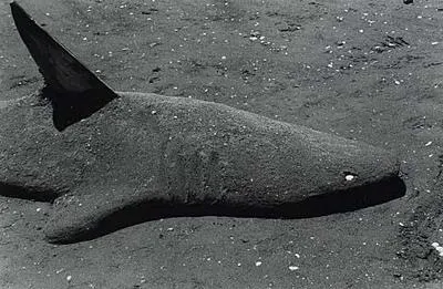 Shark