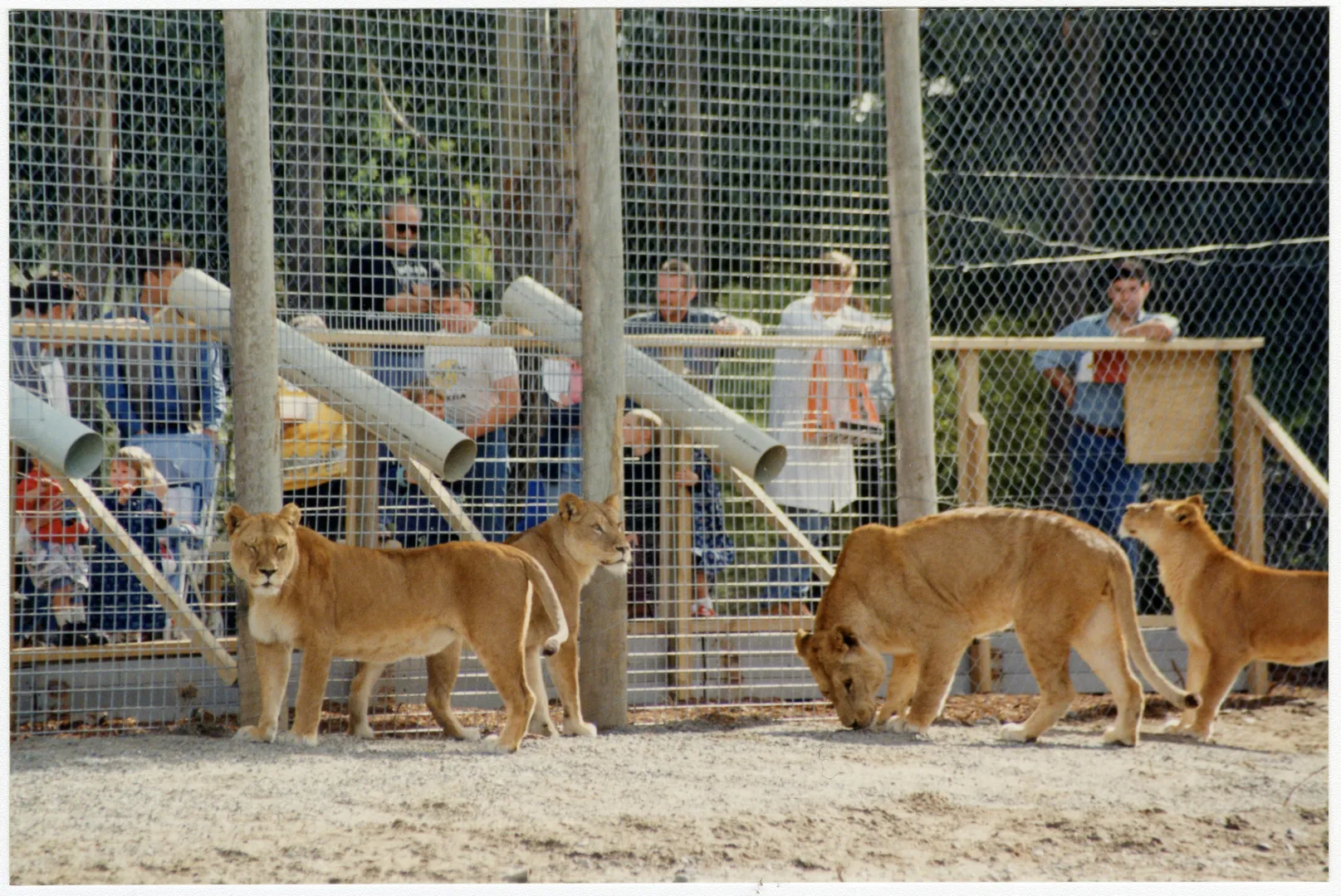 Lions at Orana Wildlife Park