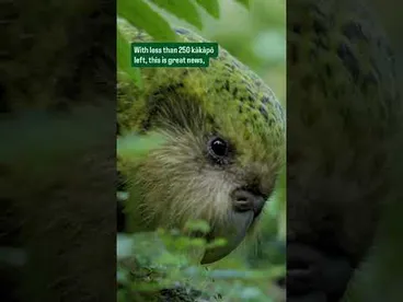 Image: BOOM! Great news for Kākāpō