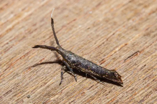 Protosynaema steropucha