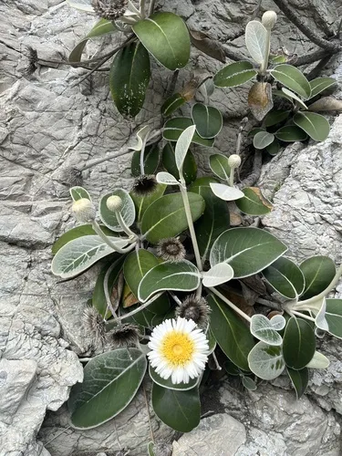 Lowland Rock Daisy