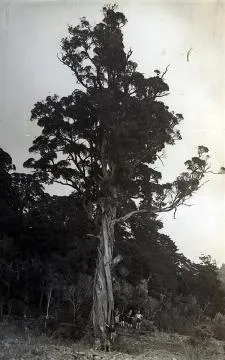 'Rata tree, Orongorongo River, 30/10/34'