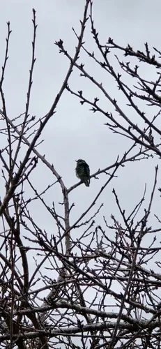 Shining Bronze Cuckoo
