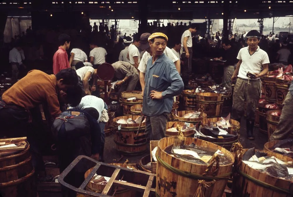 Japan Series: Tokyo Fish Market