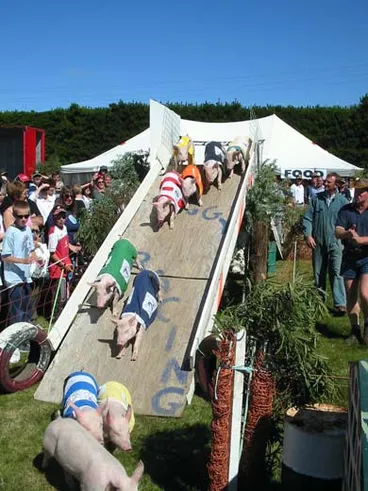 Image: Pig racing