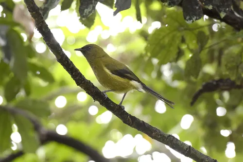 Mainland New Zealand Bellbird