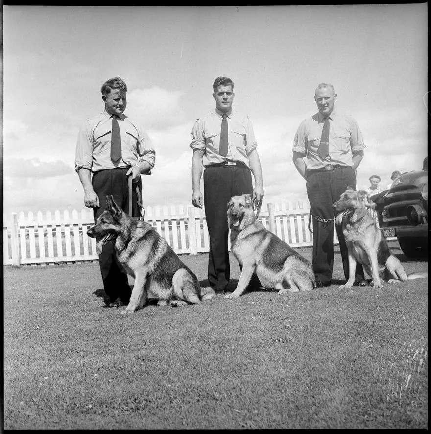 "Police Dogs Prove Entertaining"