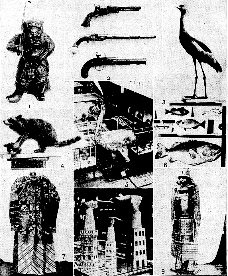 KY.onlng Port" Photo. TREASURES OF THE DOMINION MUSEUM.—^ few of the valuable articles which will be transferred from the present Dominion Museum when the Natiional Art Gallery and Museum is complete^ on Mount Cook, Wellington. 1, Japanese bronze statuette; 2, flintlock pistols; 3, African crowned crane; 4, racoon; 5, a restoration of the moa; 6/specimens of New Zealand fishes;, 7,' Japanese ceremonial robe; 8, ceremonial adzes from a Pacific island; 9, Japanese armour. – .■,■■;: (Evening Post, 25 July 1933)