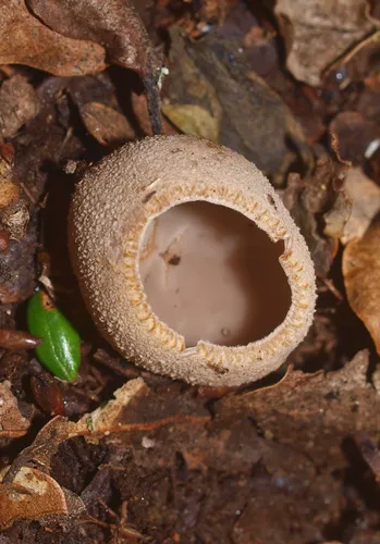 Tarzetta jafneospora