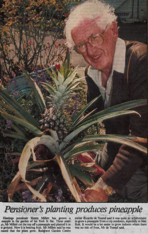 Newspaper Article 1994 – Pensioner’s planting produces pineapple