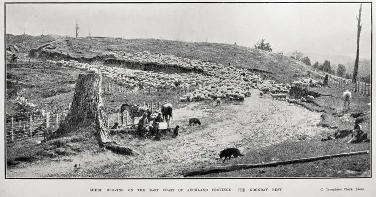 Sheep Droving on the East Coast of Auckland Province