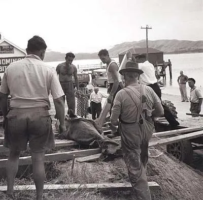 Opo: The Hokianga Dolphin (#51)