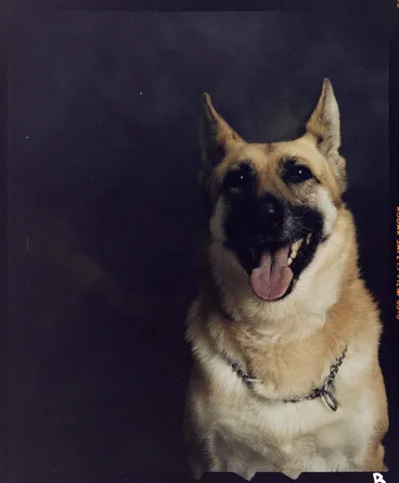 Image: Bernard Woods' Dog