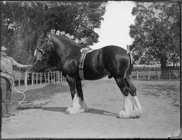 Image: Close-up view of a Clydesdale draught horse with decorations attached to its mane, with a man [Thompson] holding the bridle, farm setting, Hawke's Bay District