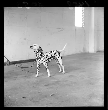 Image: Dalmation at the National Dog Show