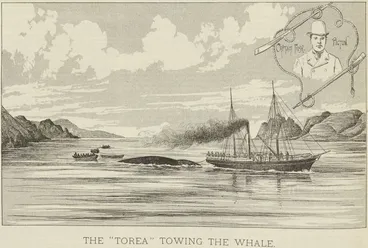 Image: The 'Torea' towing the whale