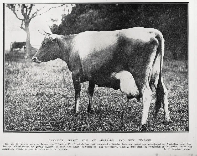 Champion Jersey Cow of Australia And New Zealand