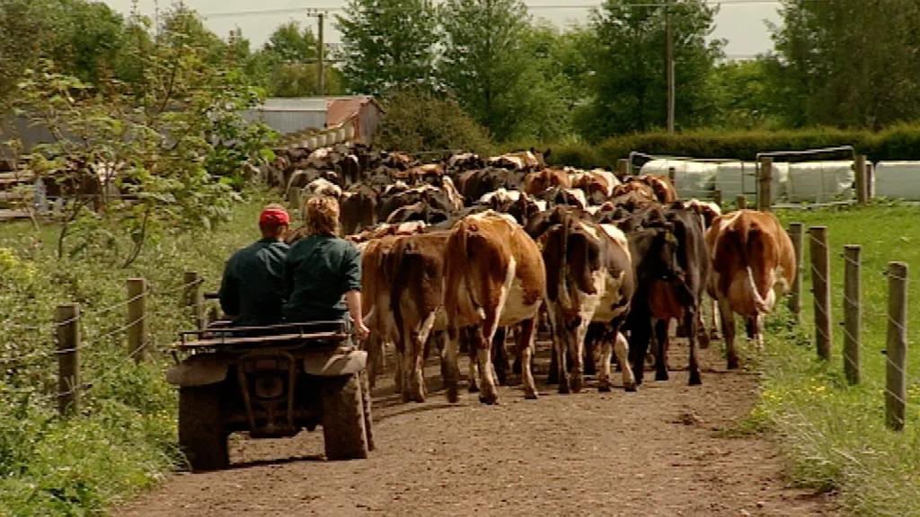 Country Calendar - The Grass is Greener