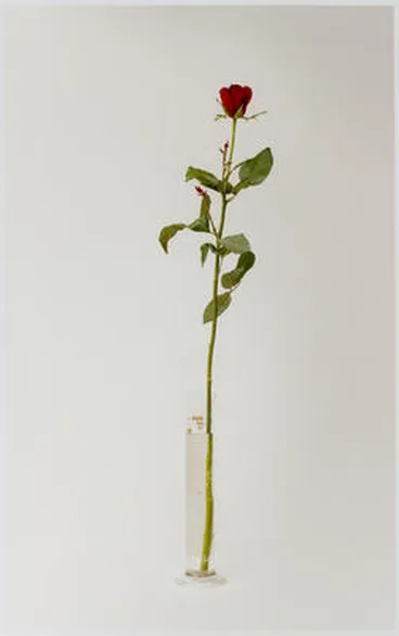 Image: Rose #11 from A Dozen Roses