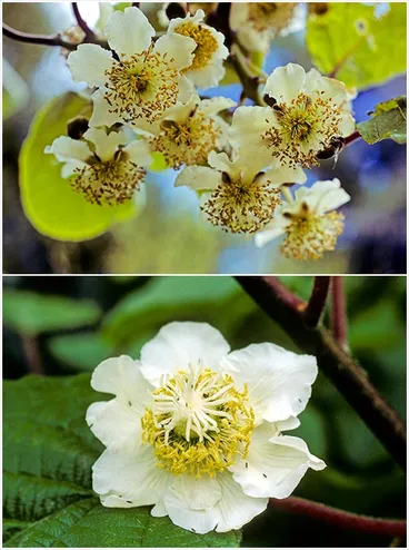 Image: Male and female flowers