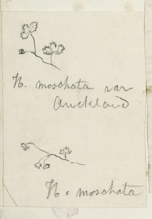 [Buchanan, John], 1819-1898 :N. moschata. N. moschata var Auckland. [ca 1856-1890]