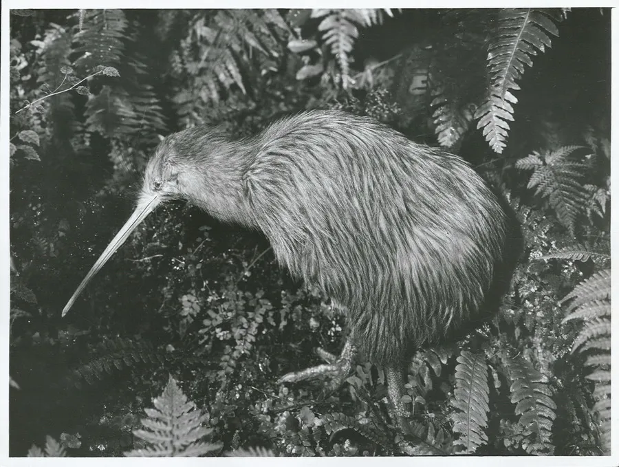 Birds - Kiwis