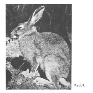 Image: Rabbit