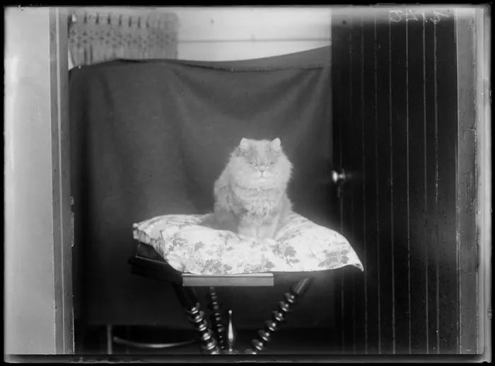 Portrait of a fluffy cat, sitting on a floral cushion on a table, possibly Christchurch district