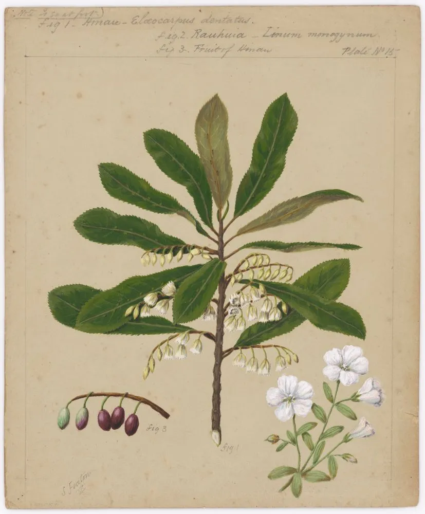 [Hinau - Eloeocarpus dentatus; Rauhina - linum monogynum.]