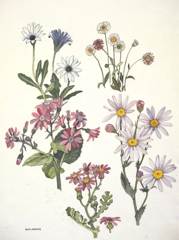 Image: Watercolour illustration of the daisy (Compositae) family flowers, Plate 14 from 'Wild Flowers in New Zealand'