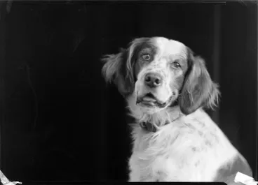 Image: Mitchell, Dog