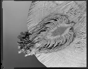 Image: Sawn pine, with embedded pine cone