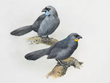 Image: North Island Kokako (above) / South Island Kokako