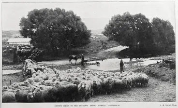 Image: DRIVING SHEEP TO THE SHEARING SHEDS, SCARGILL, CANTERBURY