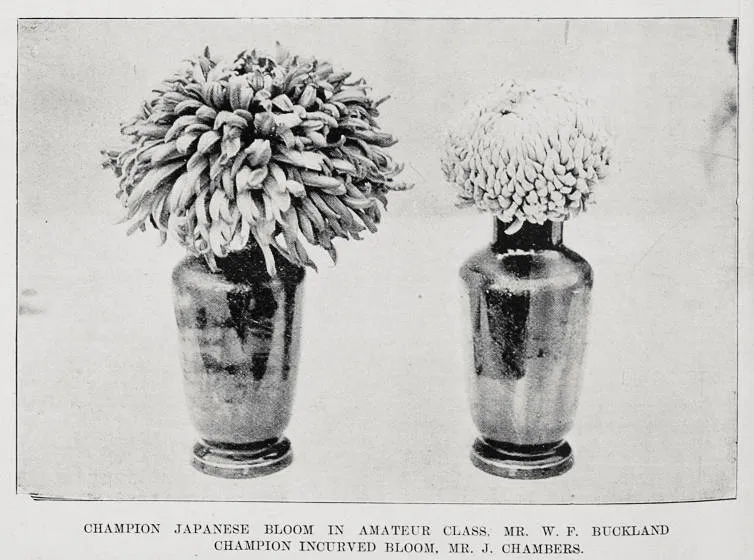 Prize Collections at the Cambridge Chrysanthemum Society show