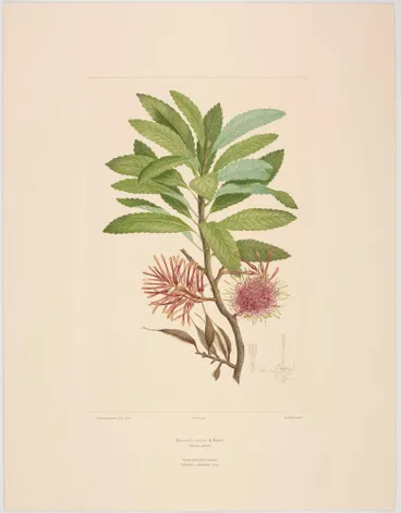 Image: Knightia excelsa R. Brown; Plate 540