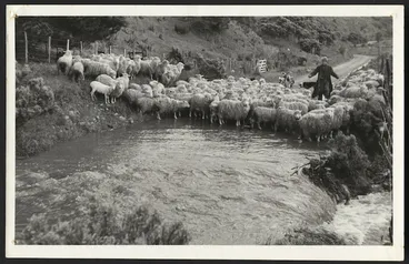 Image: John Apperley fording Coast Road with sheep, Wainuiomata