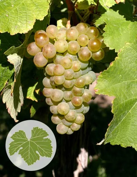 Sauvignon blanc grapes