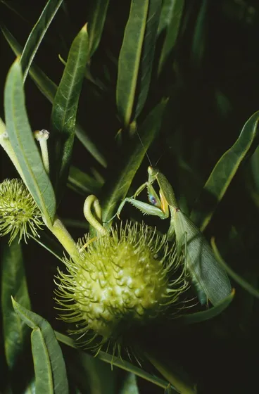 Image: Moulting, drying wings