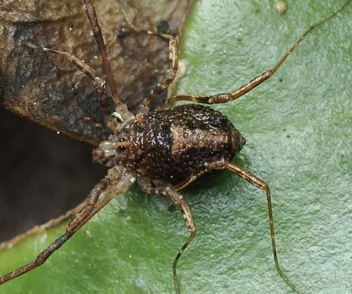 Monoscutum titirangiense