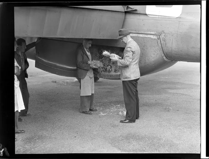 Inspecting pineapples on arrival at Whenuapai