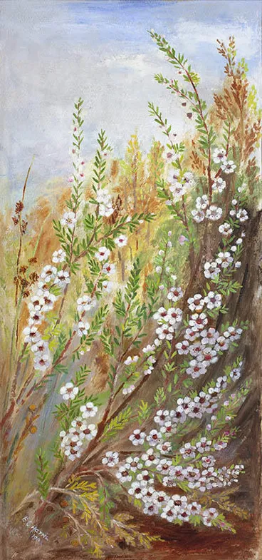 Image: Manuka blossom