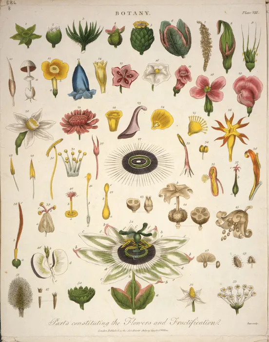 Pass, John, active 1770?-1830s [engraver] :Parts constituting the flowers and fructification. Botany. Plate VIII. Pass sculp. London, J. Wilkes, July 29th 1799.